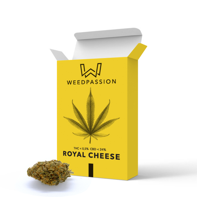 Weedpassion Royal Cheese 24% cbd formato distributore 1gr.